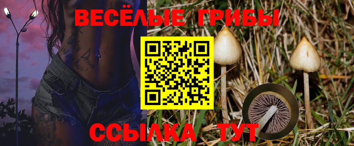 магазин    Вход с VPN  Дзержинск  Галлюциногенные грибы Cubensis 